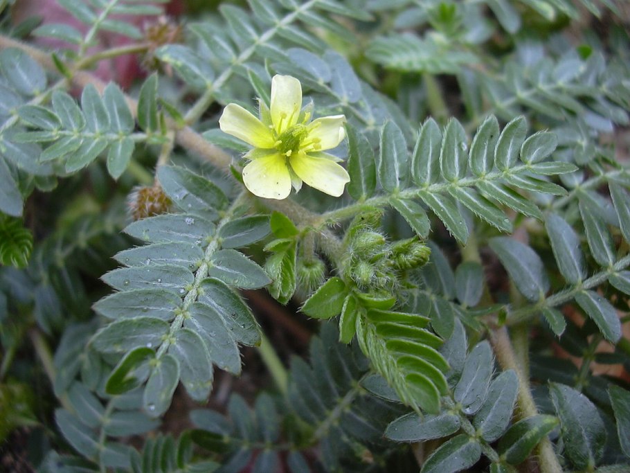 Якорцы стелющиеся (Tribulus terrestris)