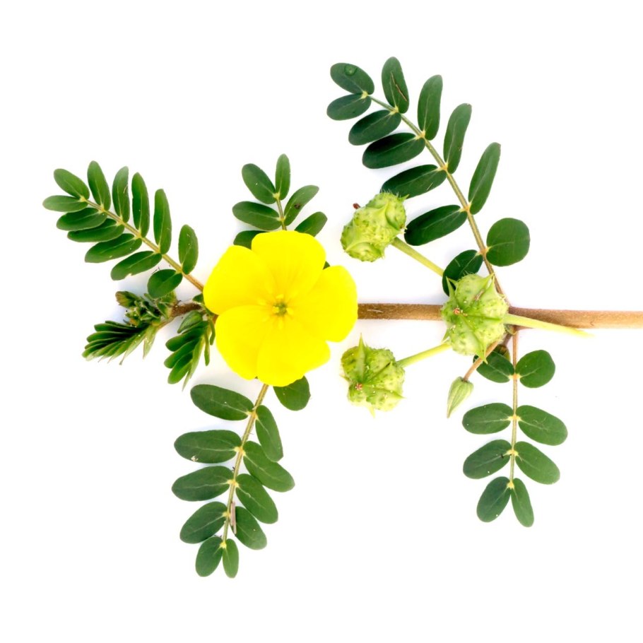 Tribulus terrestris