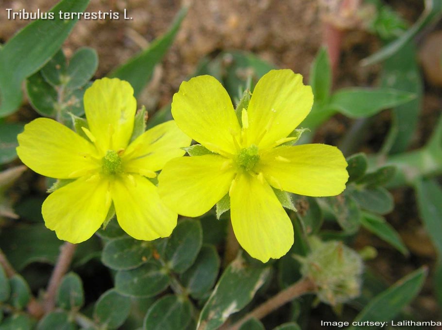 Трибулус террестрис, якорцы стелющиеся