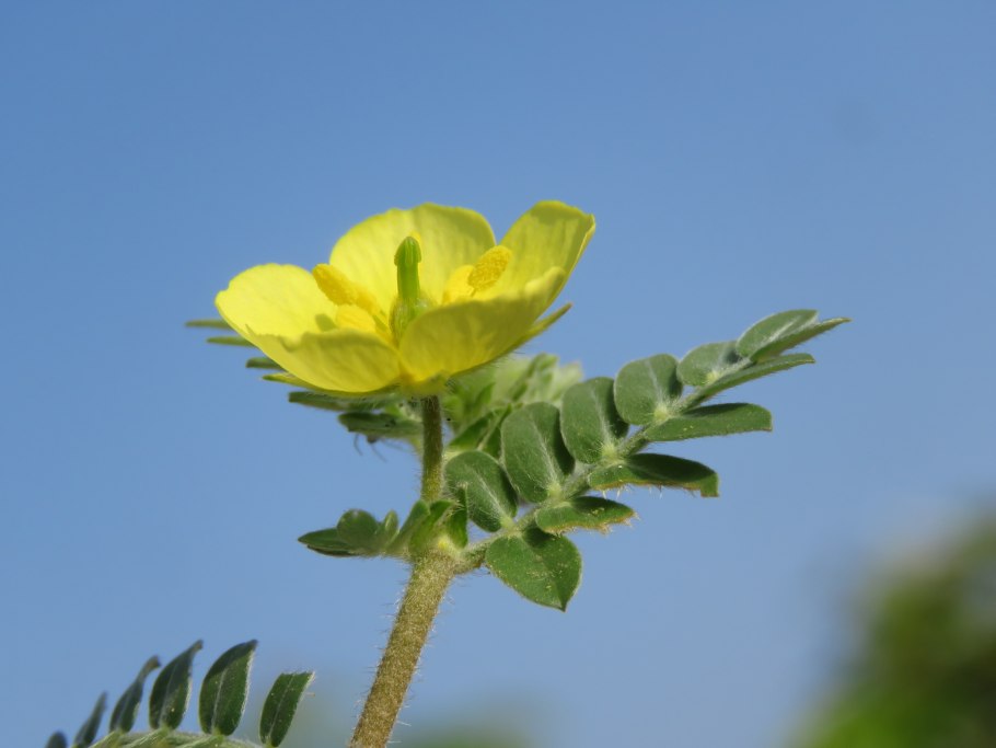 Tribulus terrestris Fruit extract