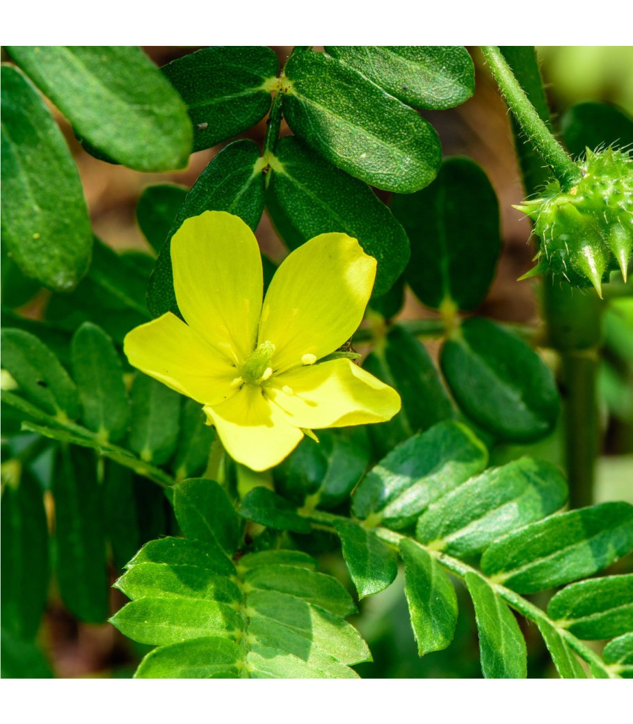 Якорцы стелющиеся (трибулус)