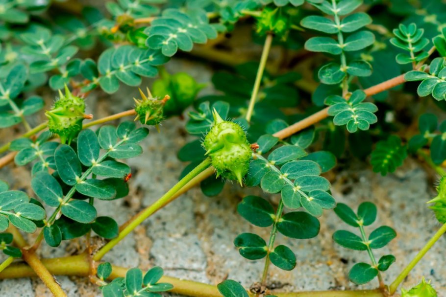 Tribulus terrestris Fruit extract