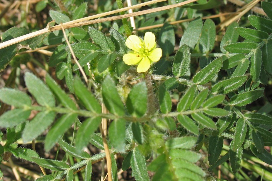 Якорцы стелющиеся (трибулус)