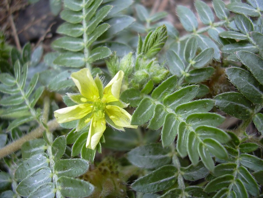 Tribulus terrestris Fruit extract