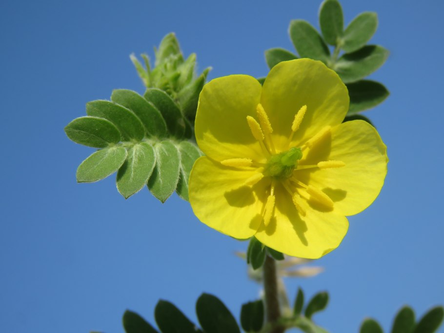 Caltrops растение