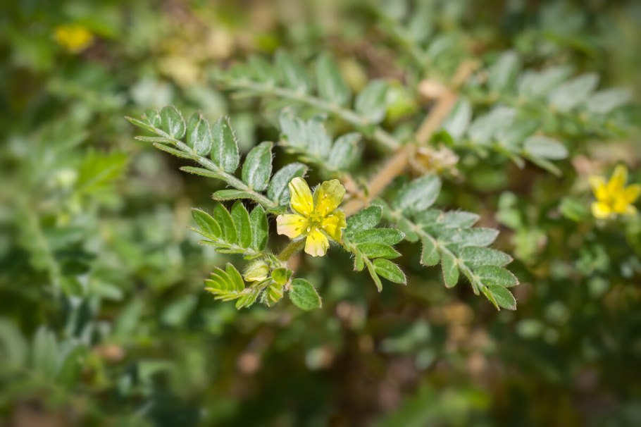 Якорцы стелющиеся (Tribulus terrestris)