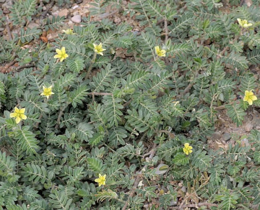 Гокшура (Tribulus terrestris - якорцы стелющиеся).