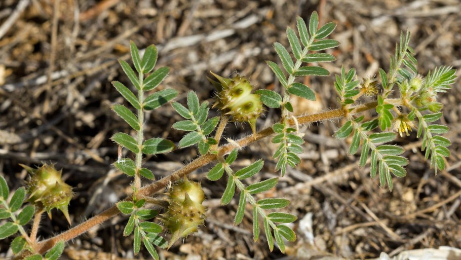 Якорцы стелющиеся (трибулус)