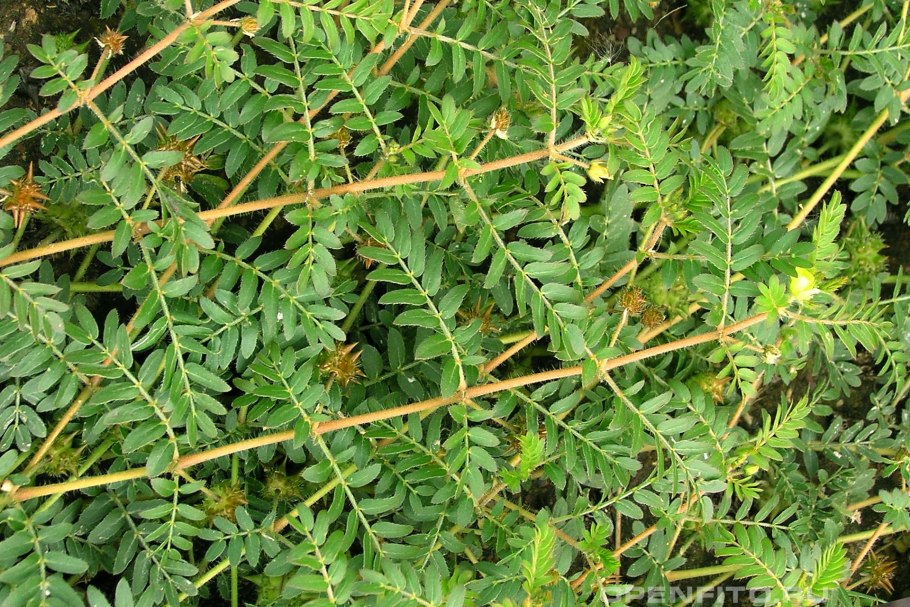 Tribulus terrestris (якорцы