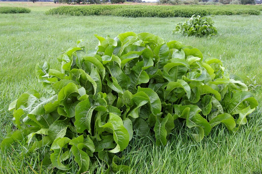 Armoracia Rusticana
