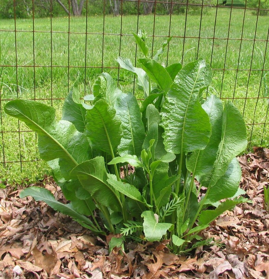 Armoracia Rusticana Gaertn