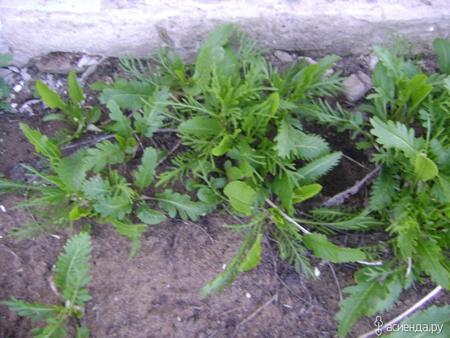American Garden Horseradish