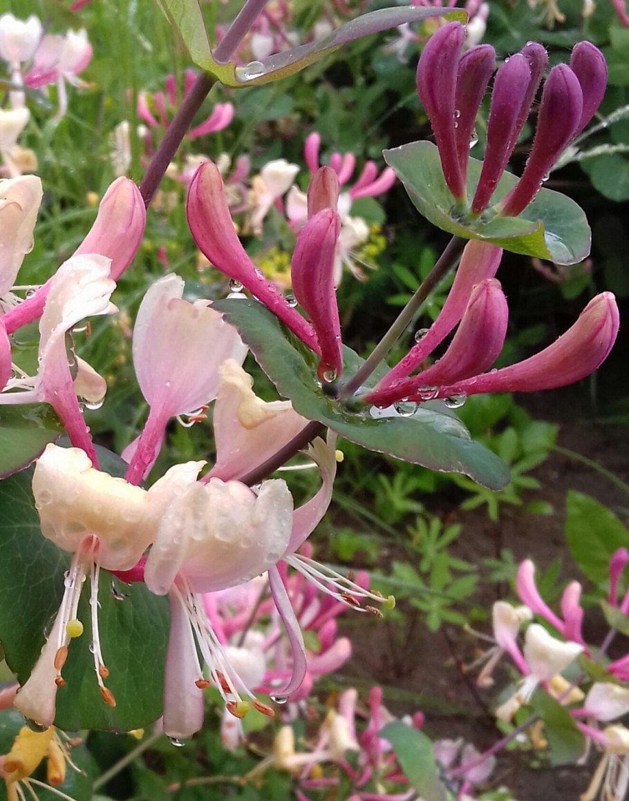Жимолость Тельмана Lonicera tellmanniana