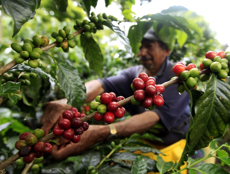 Кофейное дерево (Coffea)