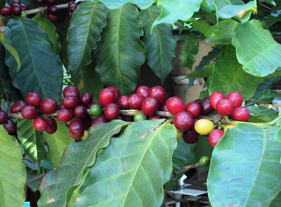 Ко̀фе Аравийский – Coffea Arabica