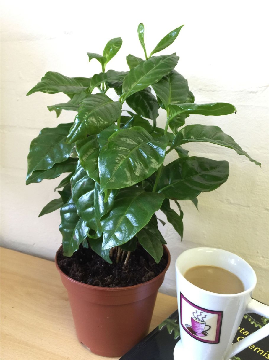 Кофейное дерево (Coffea)