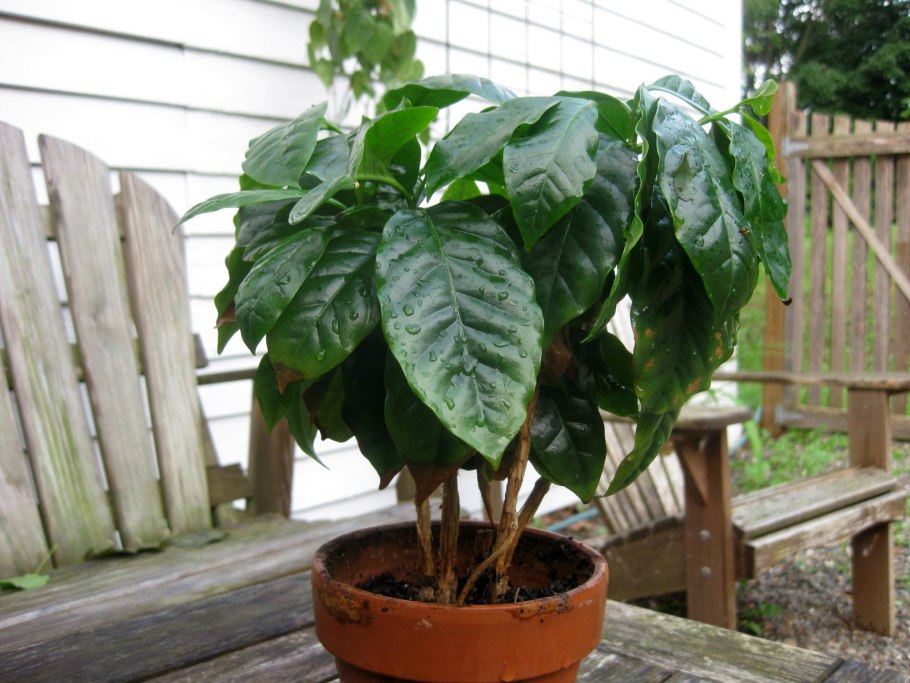 Комнатное растение Coffea Arabica