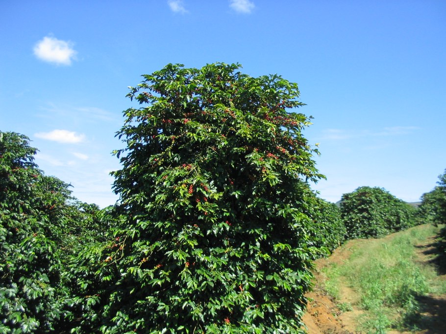 Coffea Arabica l.