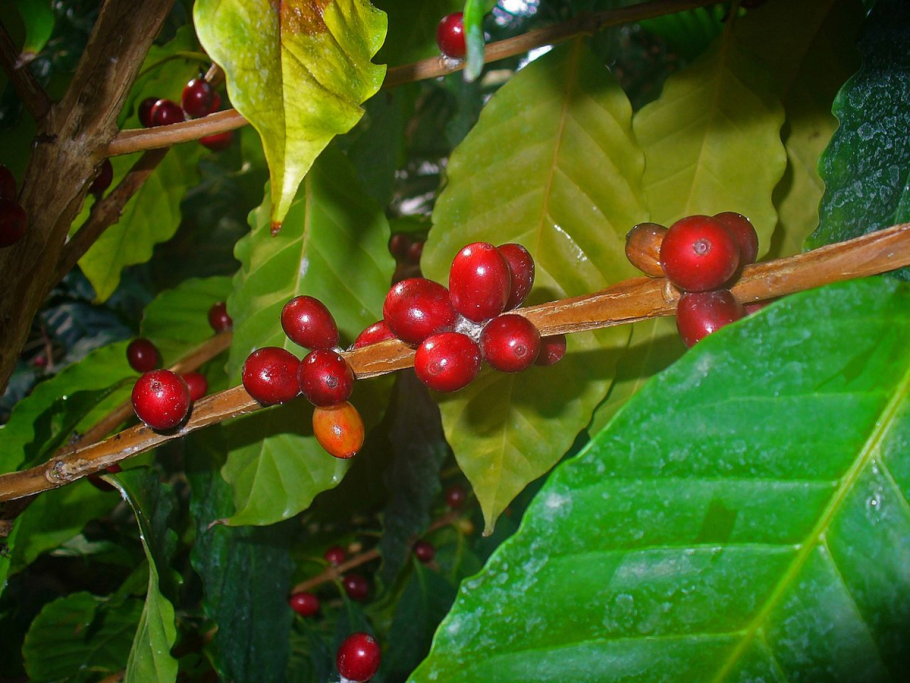 Coffea Arabica цветок