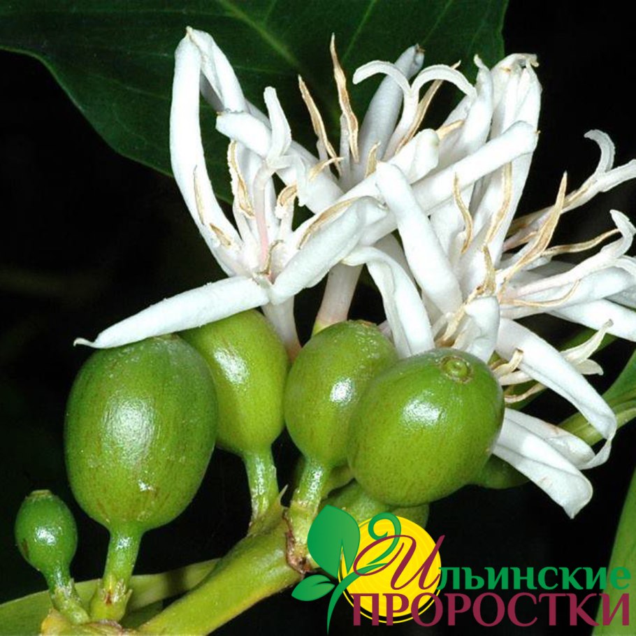 Семена Coffea Arabica