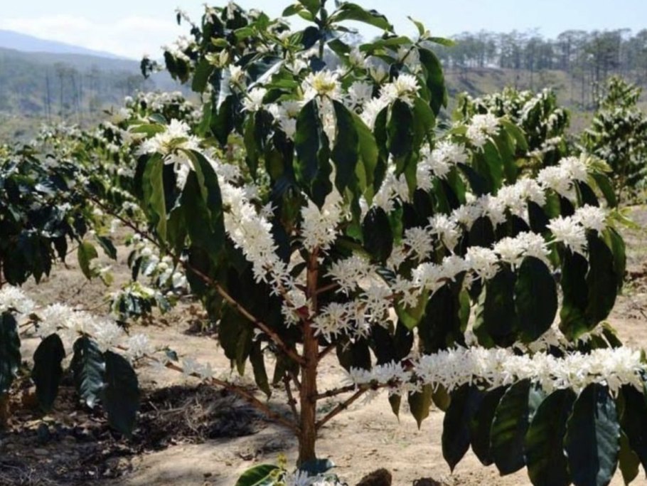 Coffea Arabica растение