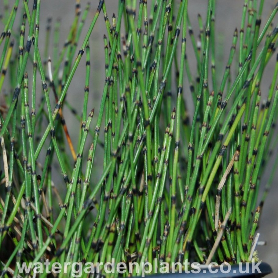 Рипсалис хатиора