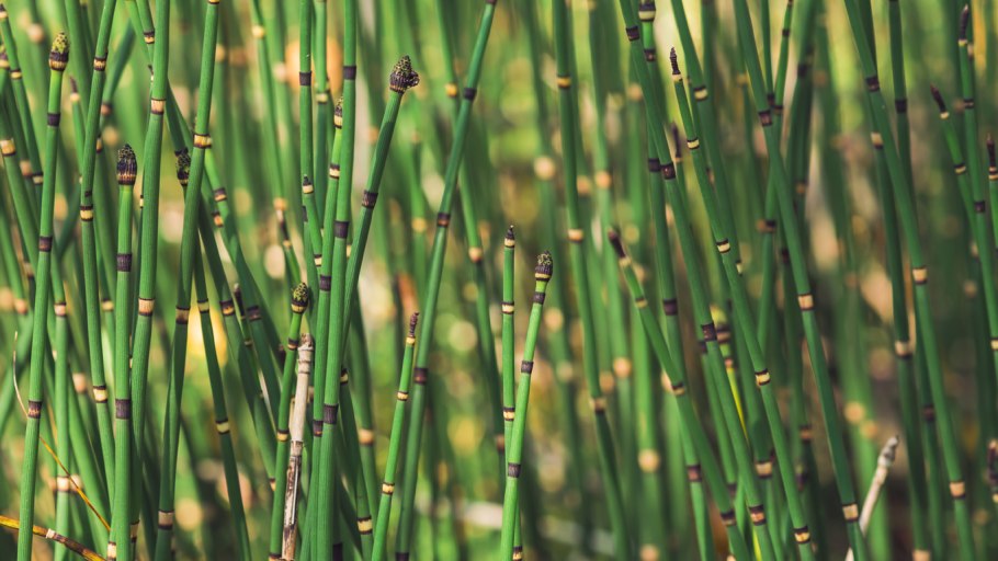 Игольчатые Борики