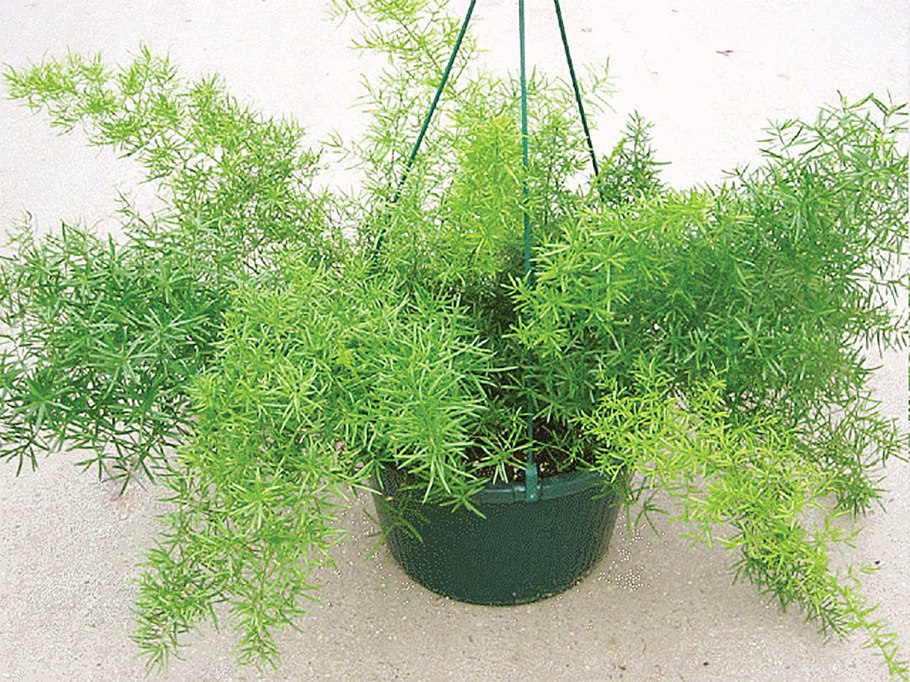 Бамбук тростниковый bambusa arundinacea