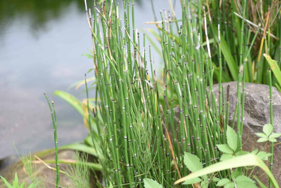 Horsetail (Equisetum hyemale растение