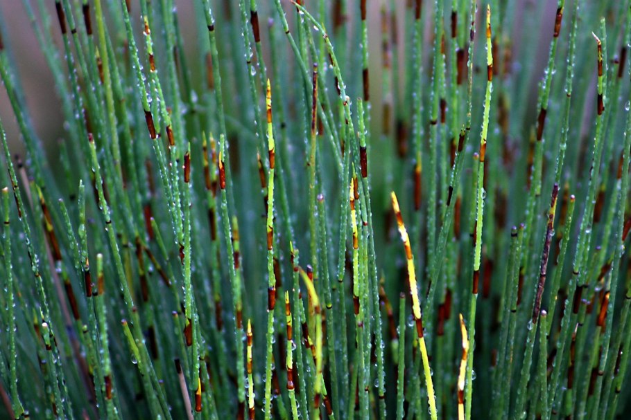 Цвет Equisetum hyemale