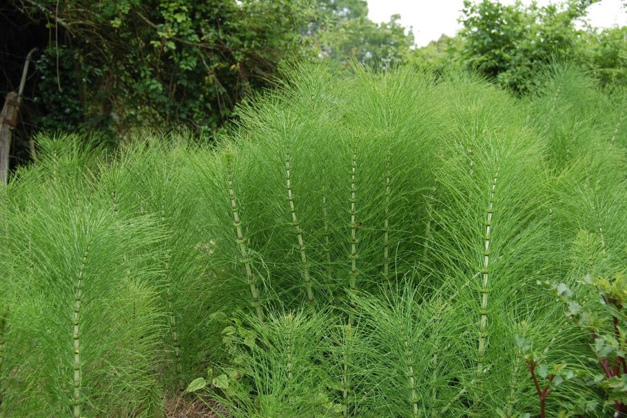 Лианы в интерьере