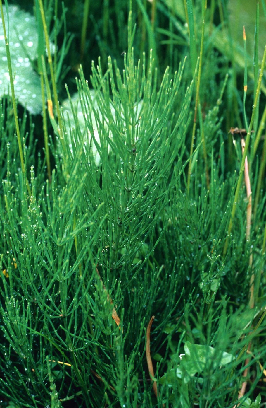 Рипсалис Кассута