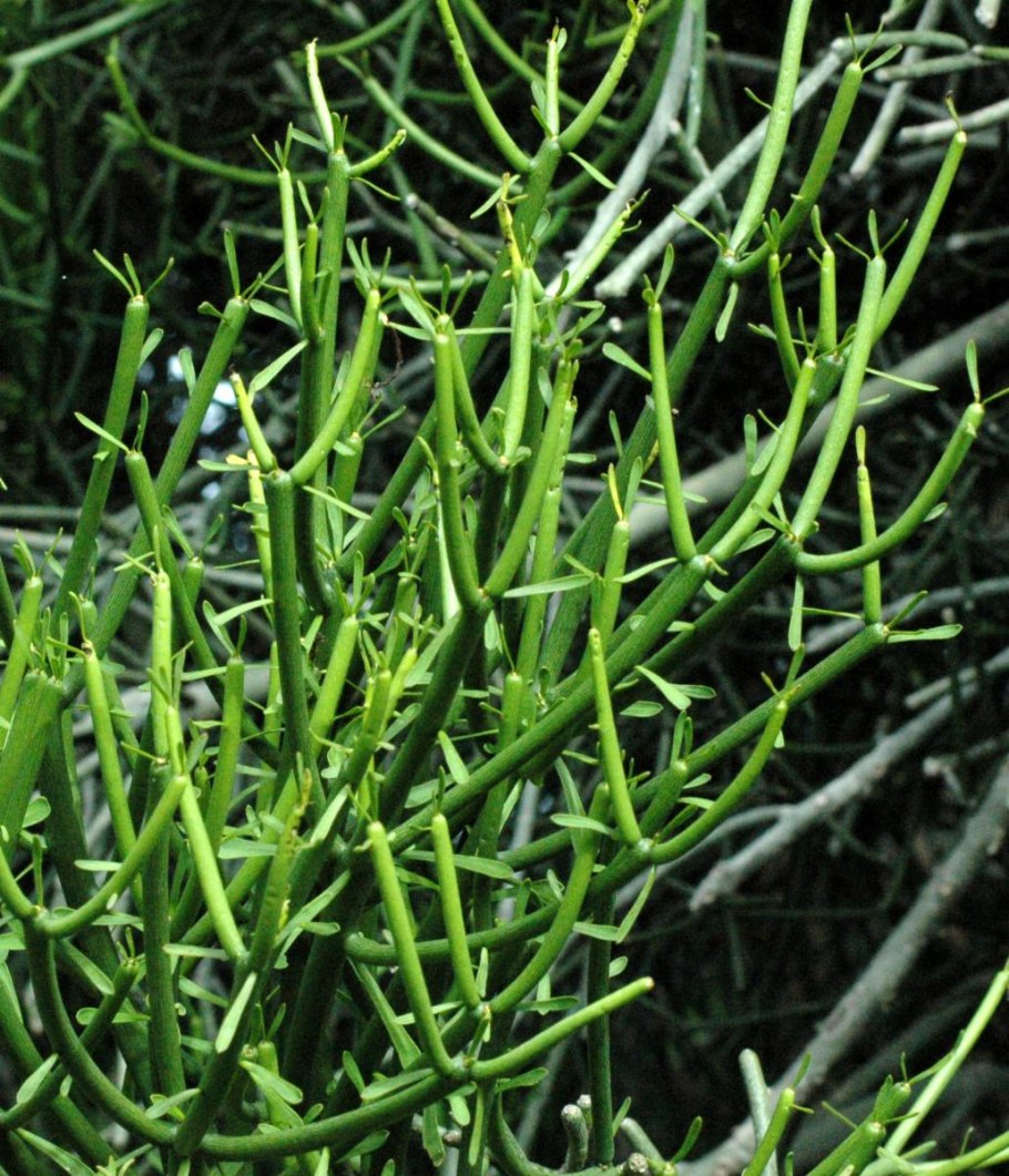 Аспарагус плющ папоротник и хлорофитум