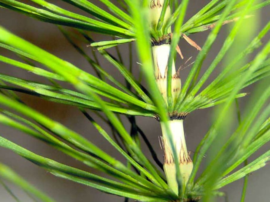 Хвощ камышовый