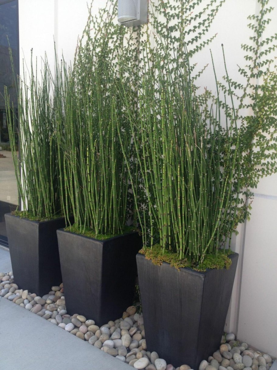 Водное растение Equisetum Horsetail