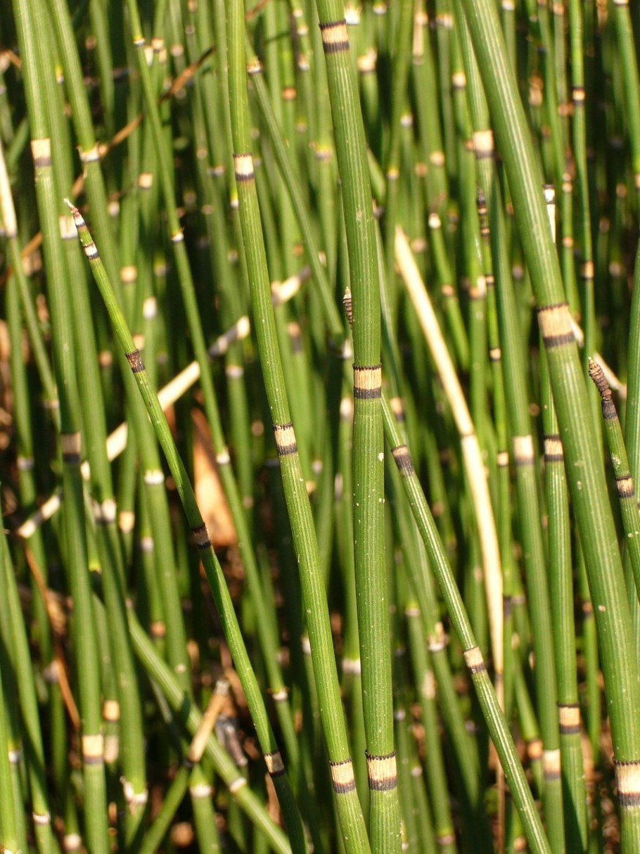 Horsetail (Equisetum hyemale растение