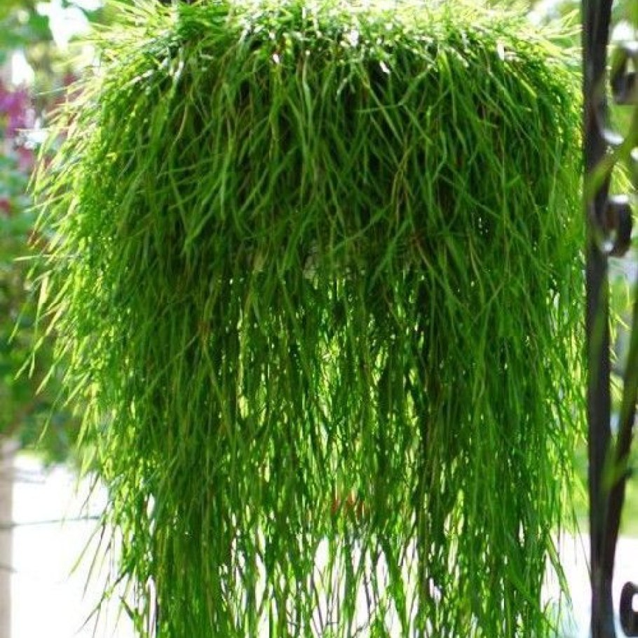 Папоротник Щитовник мужской внешнее строение