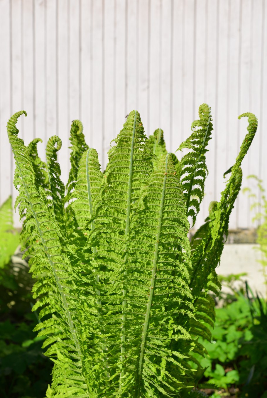 Аспарагус кистевидный