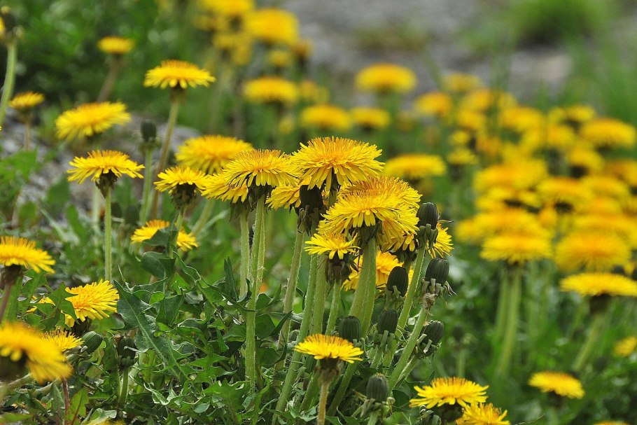 Кок-сагыз растение