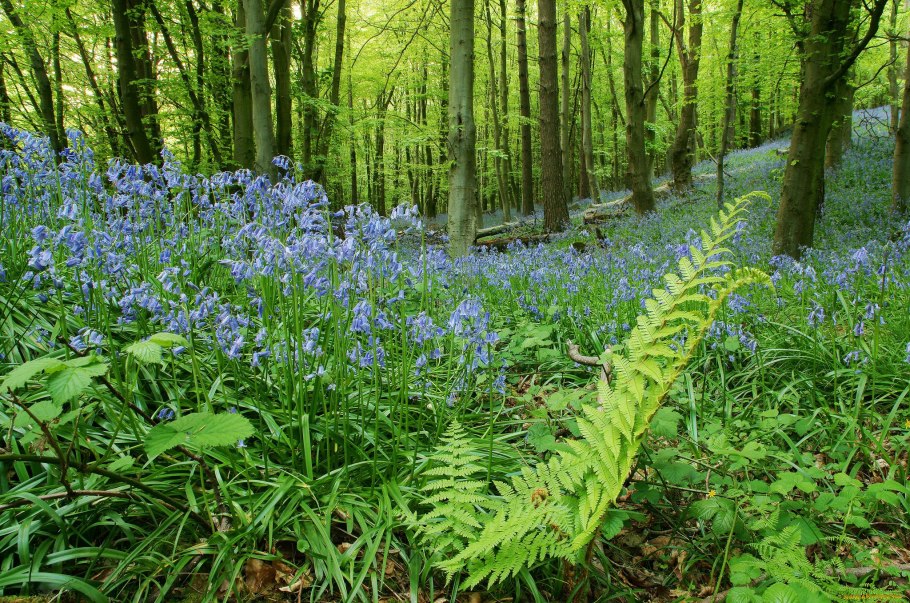 Растение на л