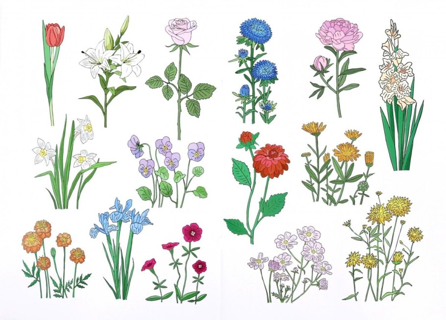 Полевые цветы для детей