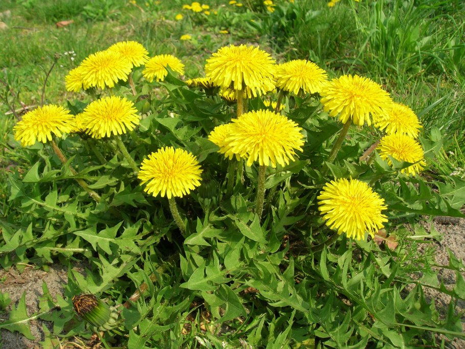 Taraxacum officinale листья