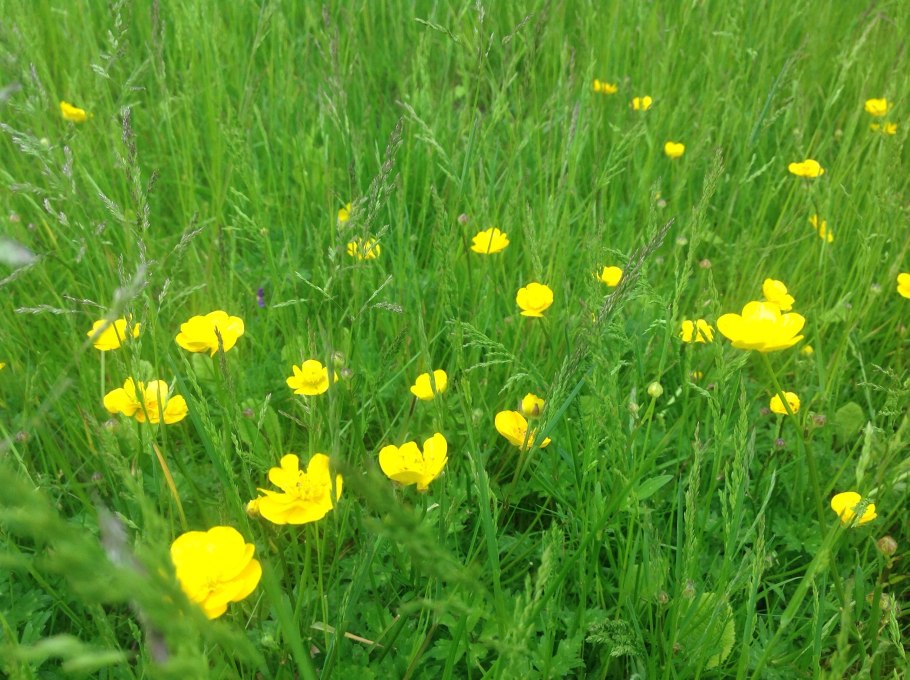 Травянистые растения