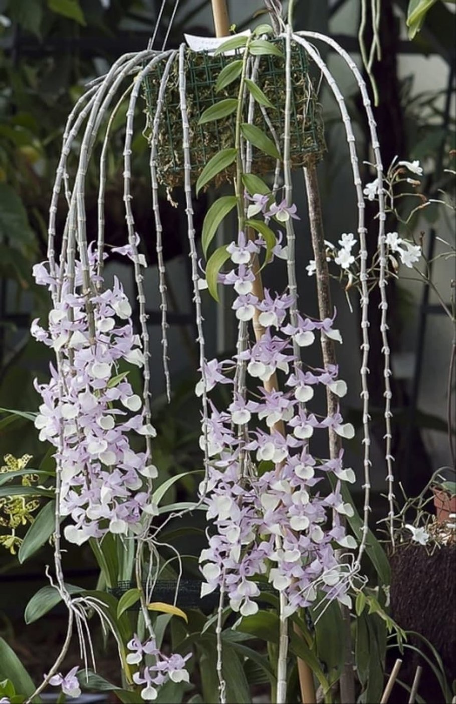 Дендробиум монофилом