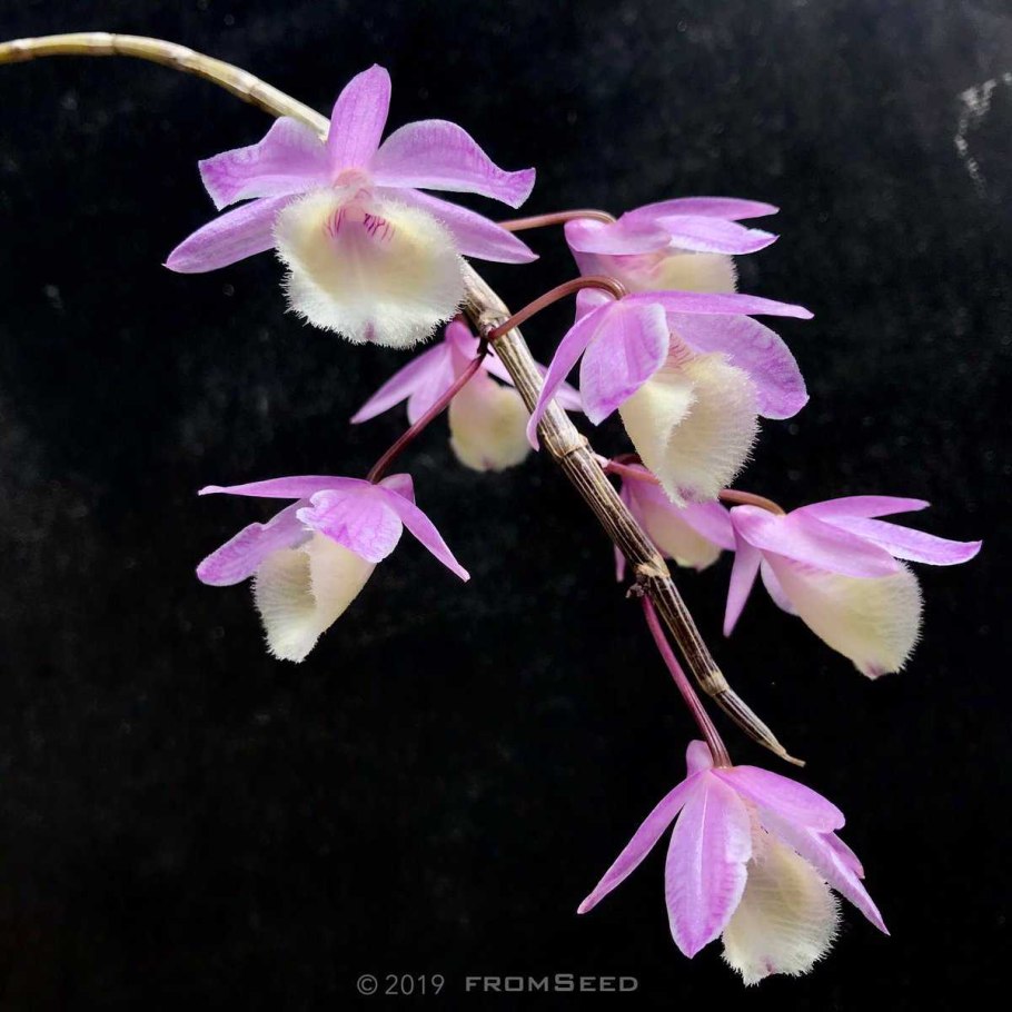 Афиллум Дендробиум Альба