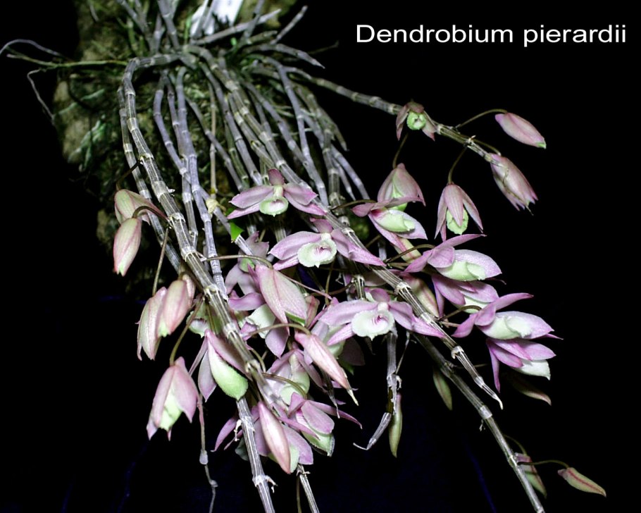 Дендробиум пьерарди лоддигези