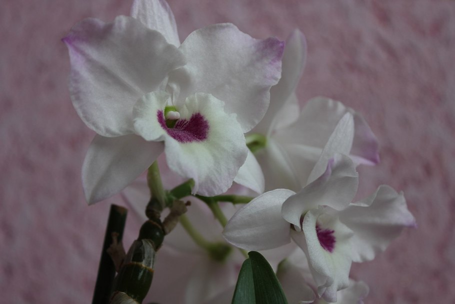 Орхидея Дендробиум loddigesii