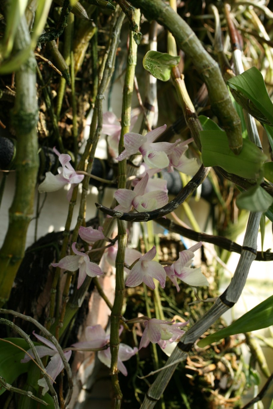 Дендробиум безлистный