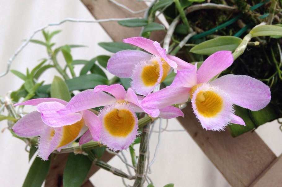 Дендробиум Тай Блэк