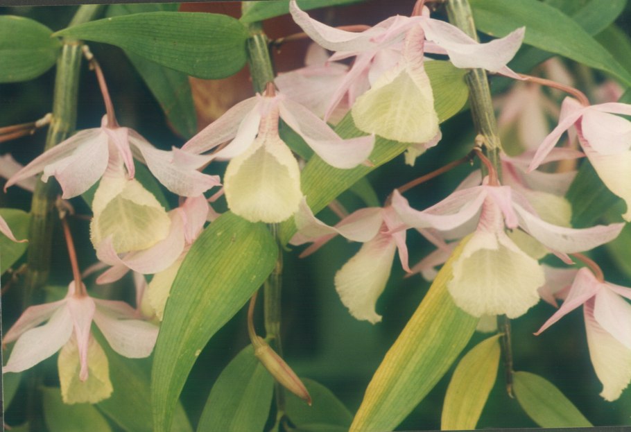 Дендробиума loddigesii Вариегата